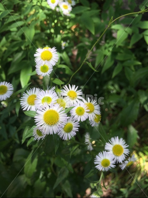 데이지,flower,꽃,식물,plant,식물,자연,plants,nature,꽃,flower