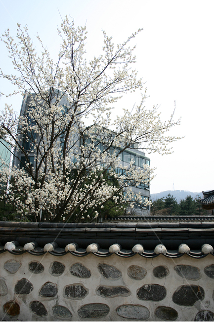 한국,전통가옥,고택,돌담,담장,담,매화나무,매화꽃,봄,계절,spring,season,한국전통,한국문화,korean traditional,korean culture,식물,자연,plants,nature,나무,trees,wood,건축물,건물외관,exterior,building,structure,architecture,construction