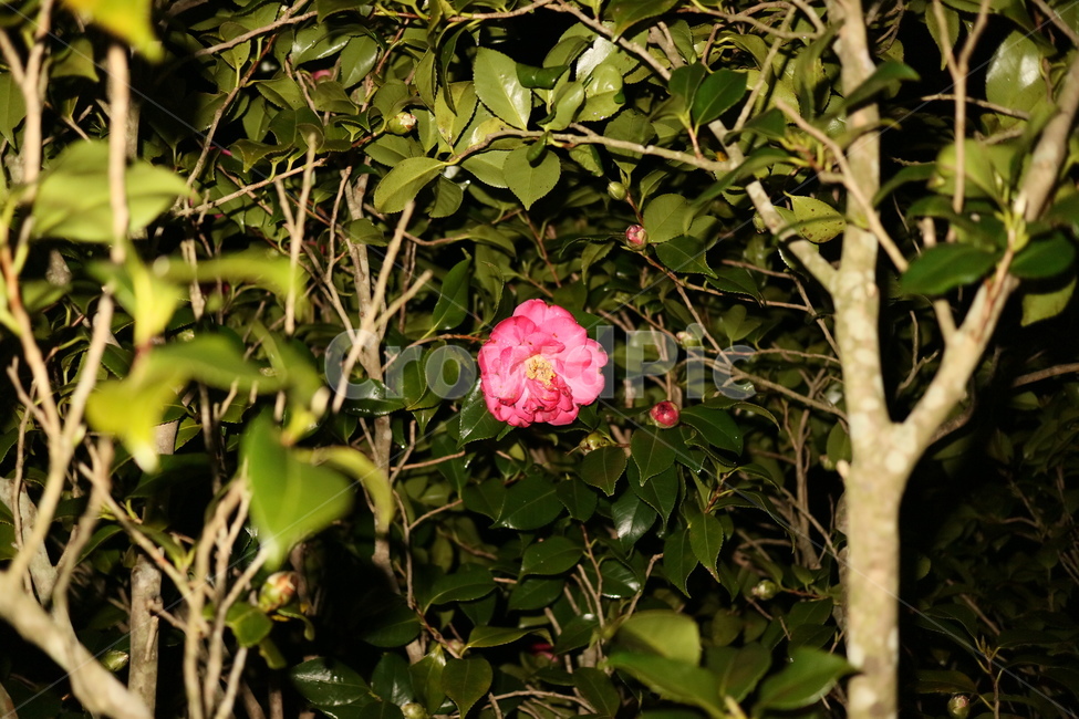 감성,plant,식물,꽃,동백꽃,장미,나무,잎