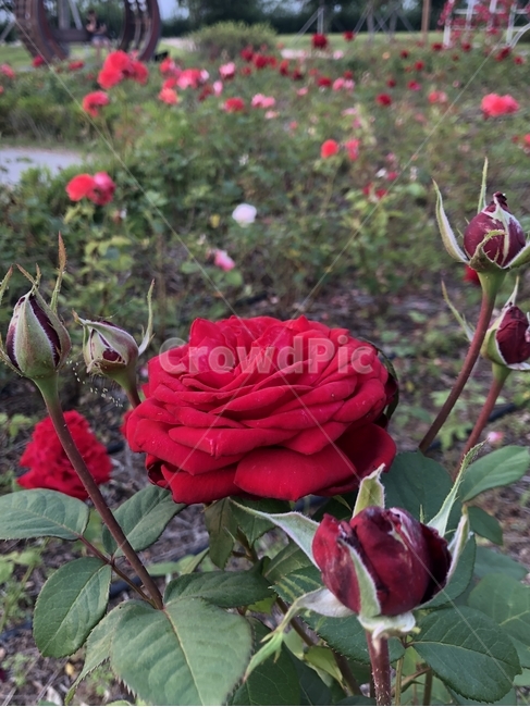 장미,붉은장미,빨간장미,새빨간장미,예쁜장미,꽃,장미꽃,공원,봄,여름,식물,자연,plants,nature,꽃,flower