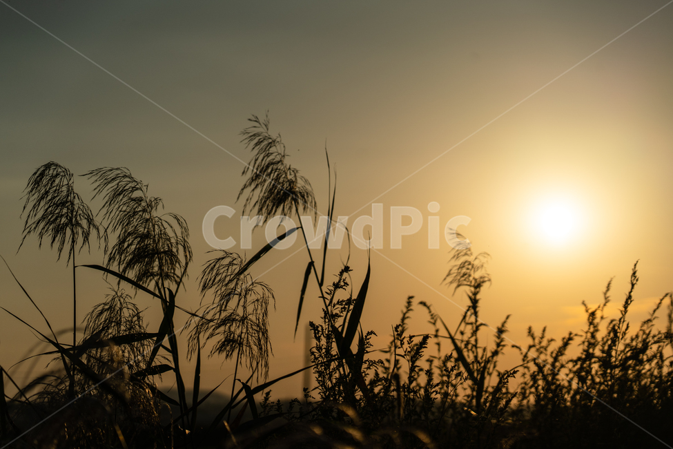 하늘,빛,석양,일몰,sunset,자연,풍경,nature,landscape,식물,plants,grass,잔디,plant