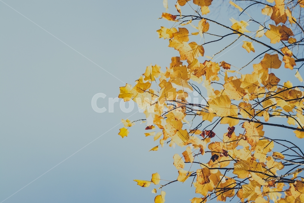 가을,단충,낙엽,나뭇잎,하늘,나무,금빛,노랑색,나뭇가지,가을,계절,fall,autumn,season,자연,풍경,nature,landscape,leaf,잎,plant,식물,tree