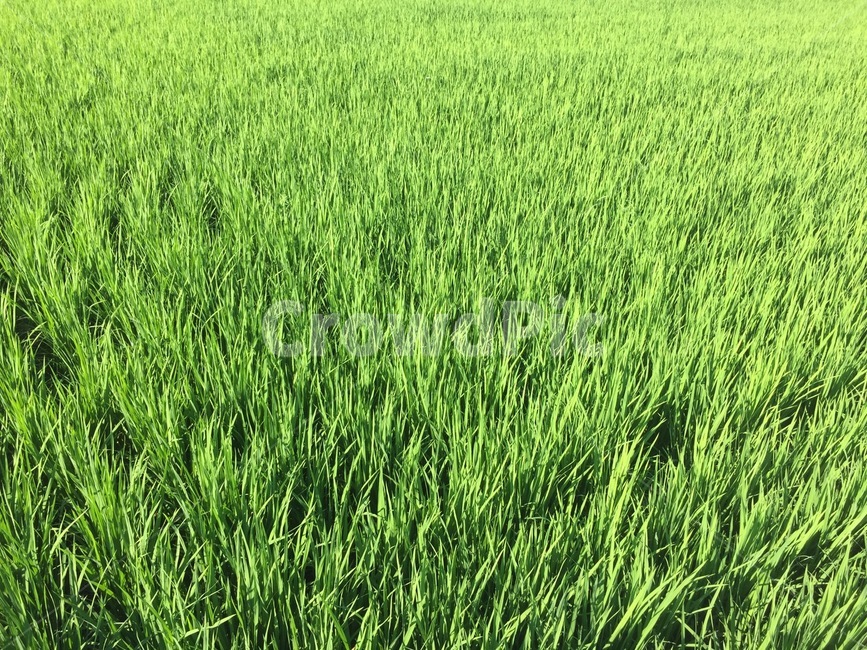 plant,식물,grass,잔디,vegetation,초목,field,들