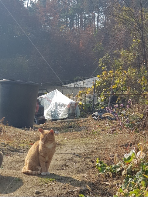 고양이,cat,귀여운,자연,야옹이,시골,따스함,따뜻함,동물