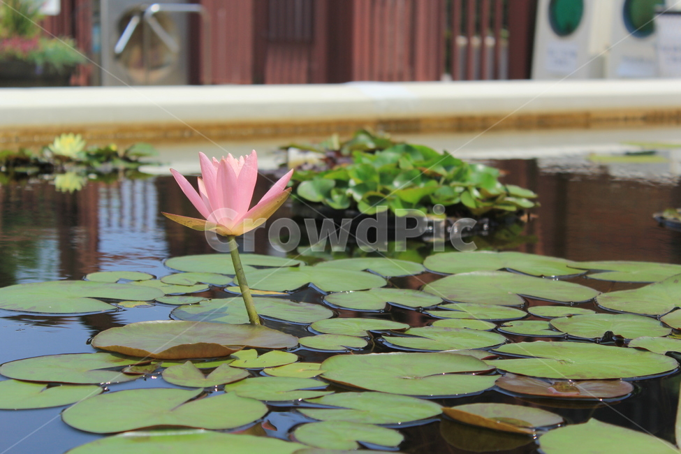 연꽃,연,연못,불교,부처,분홍,연근,진흙,식물,자연,plants,nature,꽃,flower