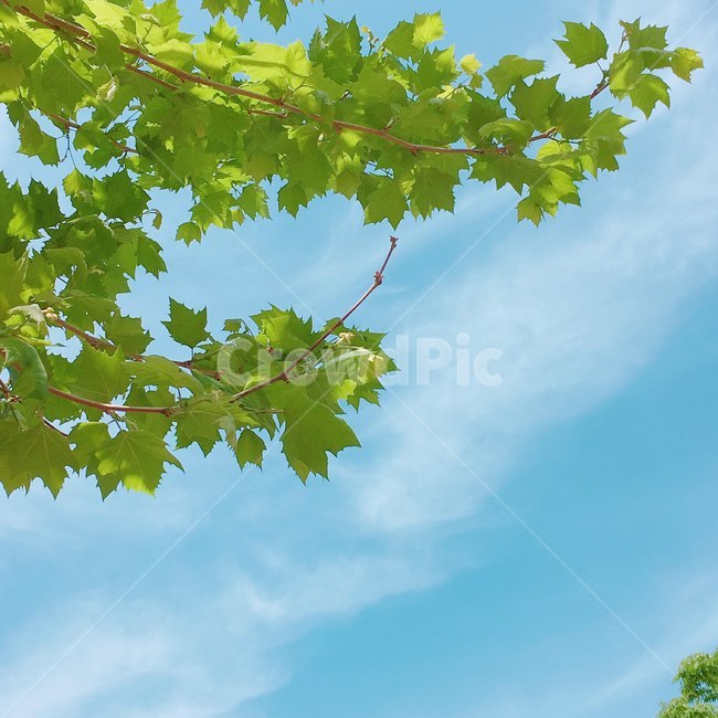 하늘,봄,나뭇잎,초록,새싹,구름,화창,행복,자연,풍경,nature,landscape,plant,식물,leaf,잎,tree,나무