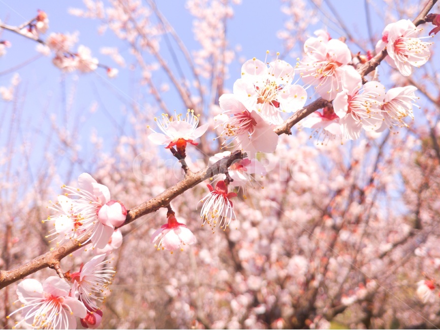 매화,봄,꽃,풍경,감성,자연,봄,계절,spring,season,식물,자연,plants,nature,꽃,flower,색깔,색상,색채,색감,color sense,color sensitivity,feeling of color,plant,blossom