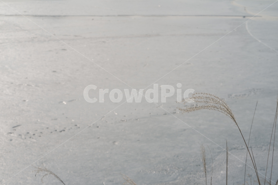 겨울,빙판,호수,갈대,억새,얼음판,겨울,계절,winter,season,자연,풍경,nature,landscape,plant,식물,grass,잔디