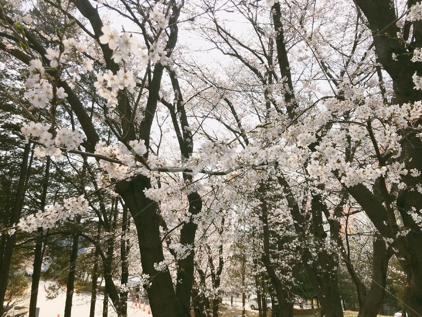 벚꽃,봄,꽃,나무,만개,식물,자연,plants,nature,꽃,flower