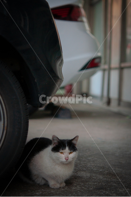 귀여운,수염,털,야생,배경,포유류,고양이,동물,애완동물,cute,beard,fur,wild,background,mammals,cats,animals,pets,자동차휠,타이어,tire,carwheel,동물,animal,포유류,mammal,고양이,cat,kitten,kitty