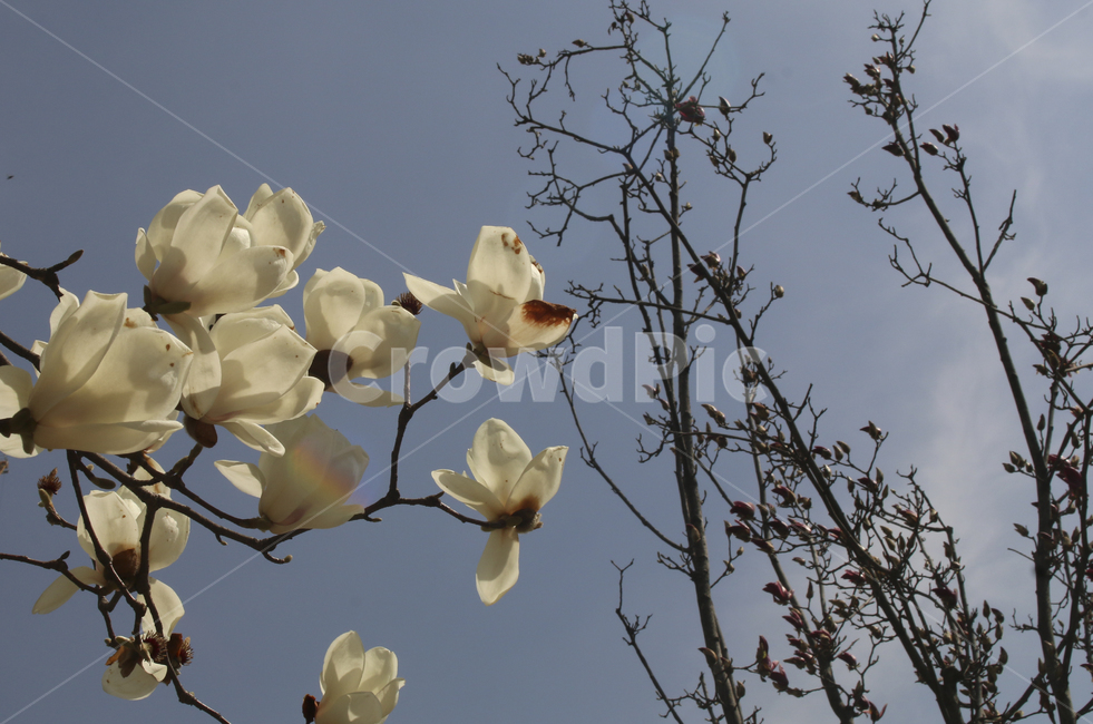 plant,식물,flower,blossom,꽃,목련,백목련,흰꽃,하얀꽃,봄꽃,spring,봄,white,whiteflower