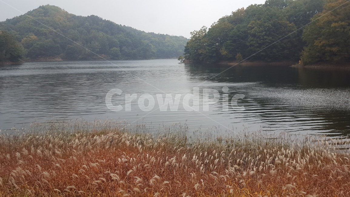 landscape,autumn,autumnlandscape,가을풍경,가을,갈대,산책,청남대,대통령길,호수길,호수길산책,가을갈대,가을,계절,fall,autumn,season,grass,잔디,plant,식물,water,물,nature,자연,outdoors,옥외