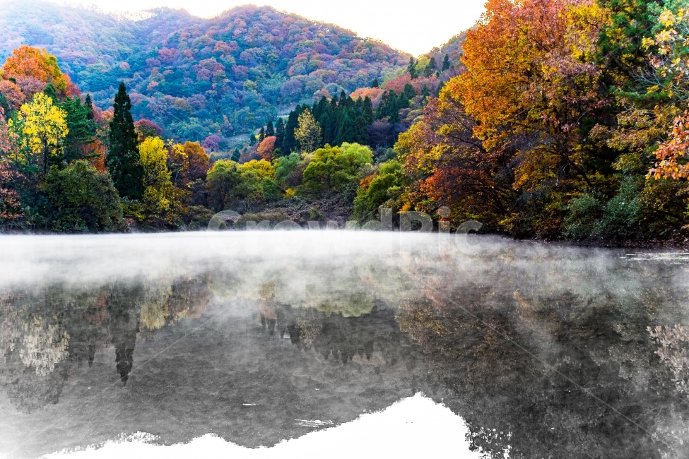 반영,아침,물안개,자연,세량지,풍경,일출,가을,계절,fall,autumn,season,자연,풍경,nature,landscape,한국자연풍경,한국자연경관,korea nature landscape,outdoors,옥외,water,물,plant,식물,fir,전나무,abies,아비,tree,나무