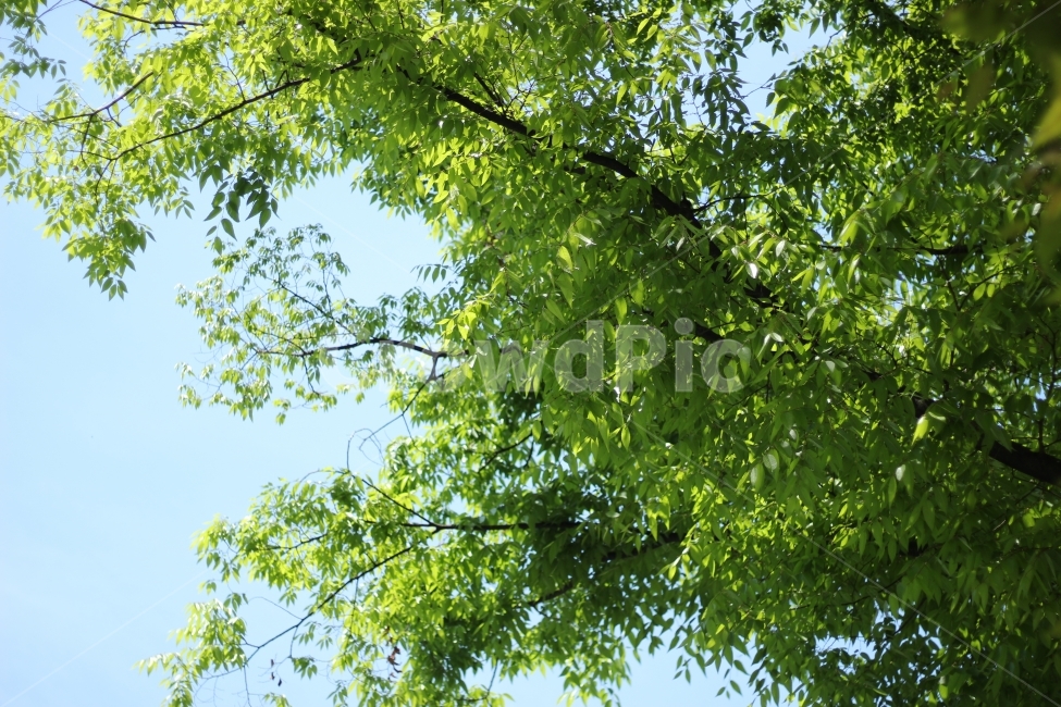 하늘,동네,나뭇잎,나무,청량함,깨끗,청량,green,sky,산책,자연,풍경,나들이,주말,일상,푸르다,파란하늘,시원함,도시,환경,식물,식물,자연,plants,nature,나무,trees,wood