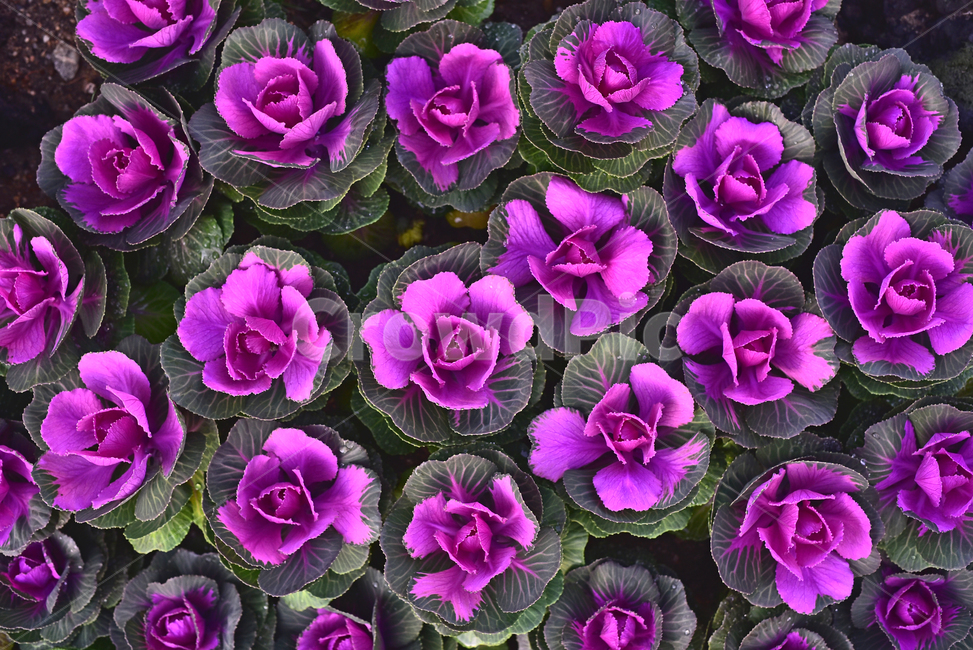 양배추,꽃양배추,관상용,식물,cabbage,vegetable,보라색,녹색,배경,바탕,백그라운드,background,자주색,purple,violet,퍼플,화단,food,음식,식용,야채,채소,plant,옥외,야외,식물,자연,plants,nature