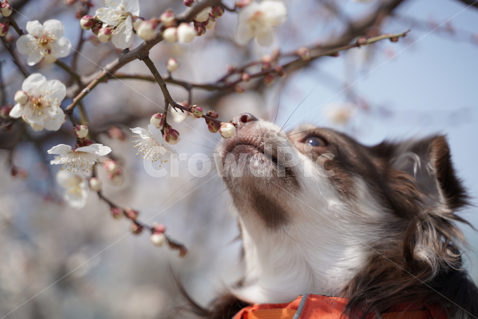 강아지,개,치와와,장모치와와,갈색강아지,갈색치와와,갈색장모치와와,초코탄,초코탄강아지,초코탄치와와,초코탄장모치와와,벚꽃,꽃놀이,동물,animal,포유류,mammal,개,강아지,dog,doggy