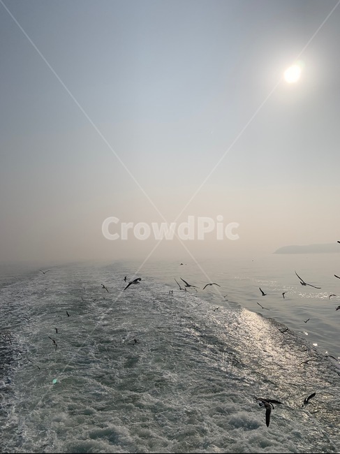 바다,배,갈매기,일몰,섬,파도,동물,animal,조류,새,birds