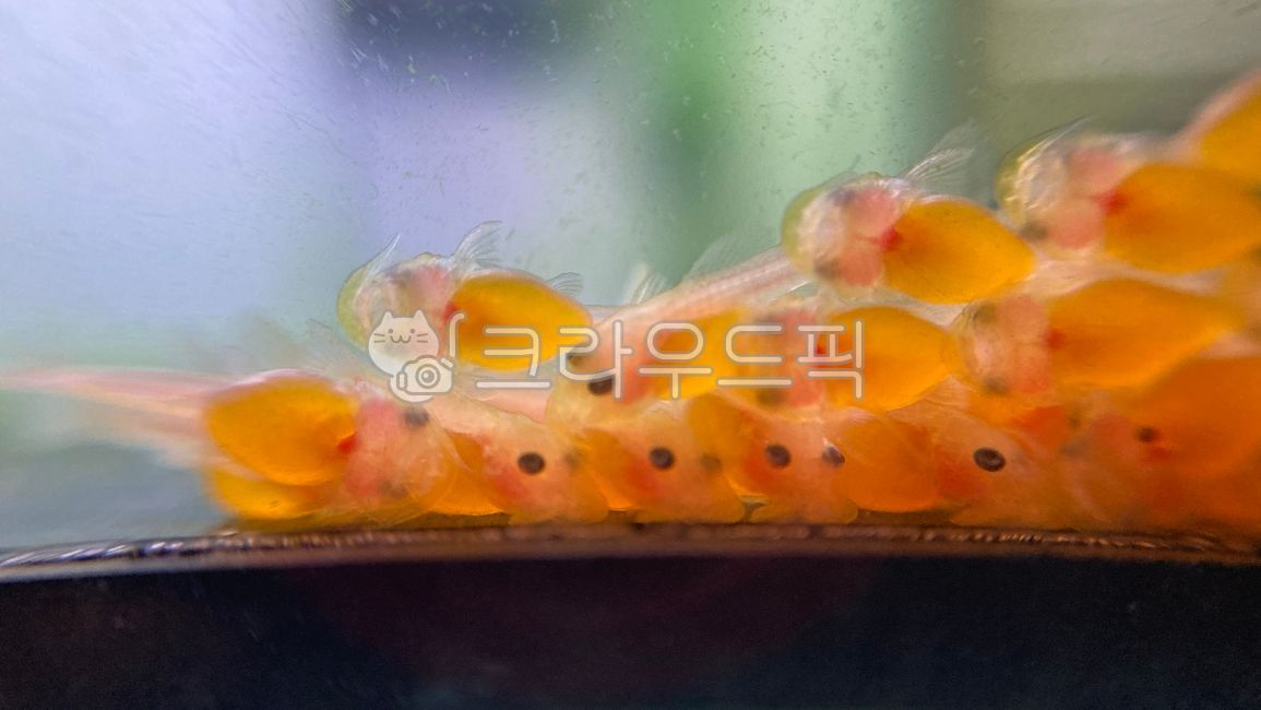 물고기,안시,새끼,치어,난황,열대어,fish,tropicalfish,동물,animal,aquarium,수족관