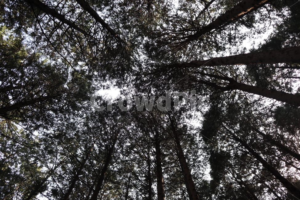나무,숲,산,tree,식물,여름,plant,봄,숲길,산속,나무들,초록,편백,편백나무