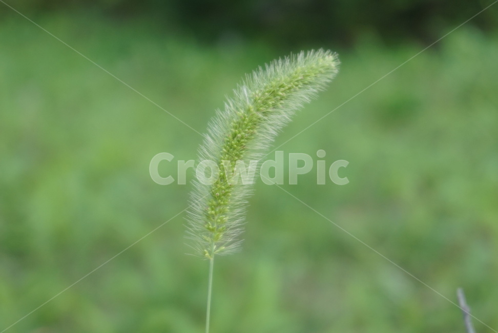 잔디,식물,강아지풀,보들보들,잡초,plant,grass,식물,자연,plants,nature