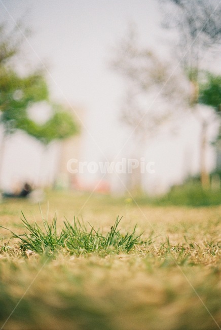 여의도,소풍,잔디,필름,필름사진,picnic,film,grass,나무,tree,아웃포커싱,outdoors