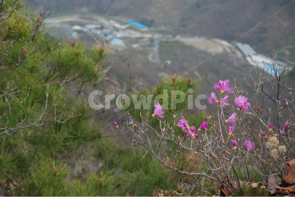 오산,둥주리봉,휴양숲,구례,공원,봄,계절,spring,season,자연,풍경,nature,landscape,식물,plants,꽃,flower,plant,tree,나무