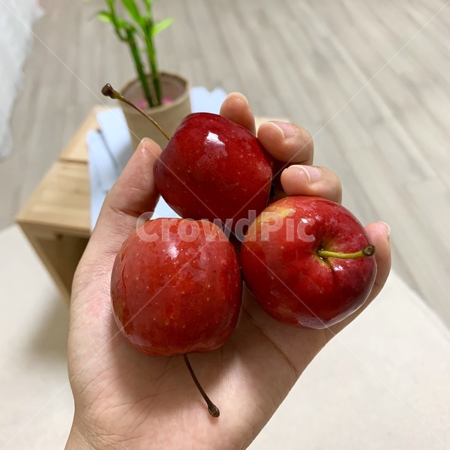 사과,미니사과,빨간색,과일,red,과일,열매,fruit