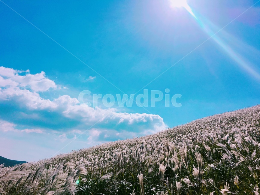제주,제주도,하늘,맑음,자연,햇빛,새별오름,억새,jeju,jejuisland,sky,sunny,nature