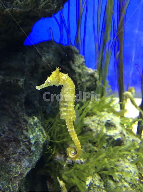 수족관,아쿠아리움,해마,seahorse,노란해마