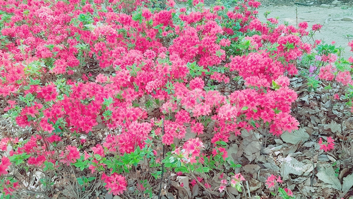 꽃,봄,flower,화단,여름,식물,자연,plants,nature,꽃,flower