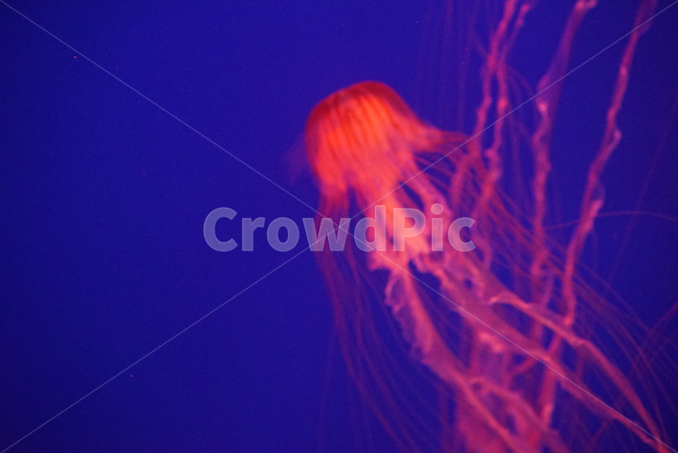 해파리,sealife,해양생물,animal,동물,아쿠아리움,동물,animal