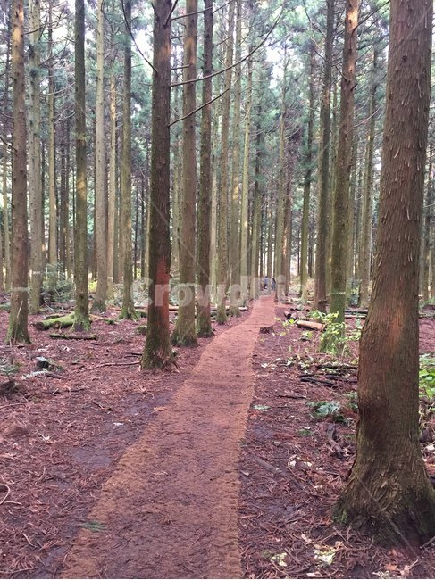 숲길,나무,오솔길,숲,자연,자연,풍경,nature,landscape,ground,바닥,tree,plant,식물,path,통로