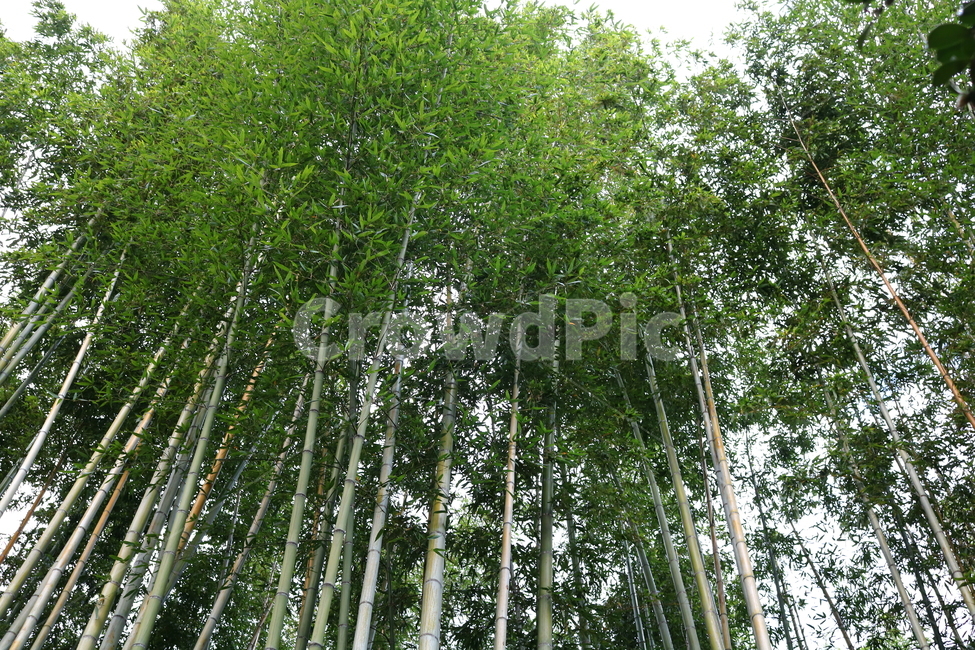 대나무,나무,식물,자연,벼과,풍경,단자엽식물,죽림,대나무숲,숲,나무,trees,wood