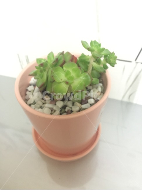 다육이,식물,화분,애완용,선인장,식물,자연,plants,nature,실내용화초,화분,화초,house plant
