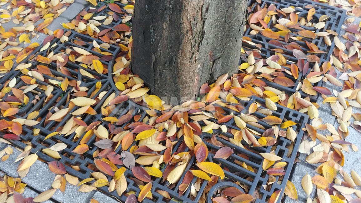 가로수,낙엽,가을,단풍,나뭇잎,잎사귀,나무,길거리,fall,autumn,season,leaves,yellow,street,sidewalk,가을,계절,fall,autumn,season,ground,바닥,plant,식물,leaf,잎