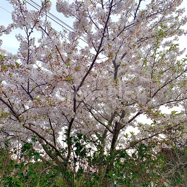 blossom,식물,꽃,나무,자연