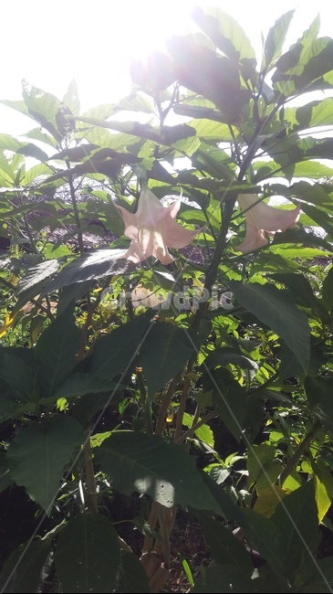 천사의나팔꽃,꽃,가을꽃,자연,이쁜꽃