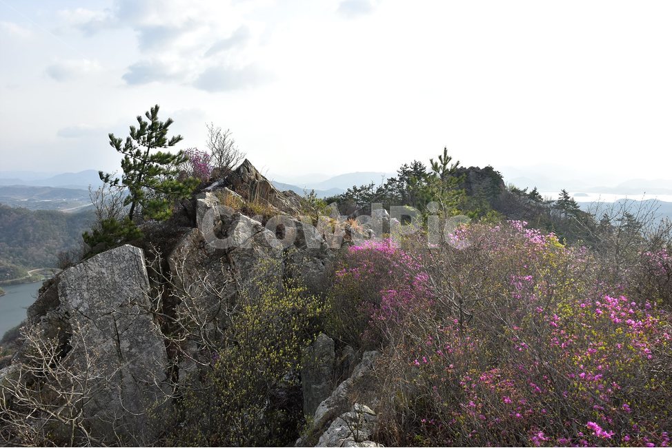 주작산,덕룡산,종주,진달래,풍경,기암,바위,비경,봄풍경,진달래꽃,강진,명산,산행,등산,마운틴,힐링,mountain,landscape,자연,natural,봄,계절,spring,season,자연,풍경,nature,landscape,한국자연풍경,한국자연경관,korea nature landscape,plant,식물