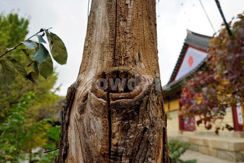 고목,나무,식물,갈라짐,죽은나무,구멍,식물,자연,plants,nature,나무,trees,wood