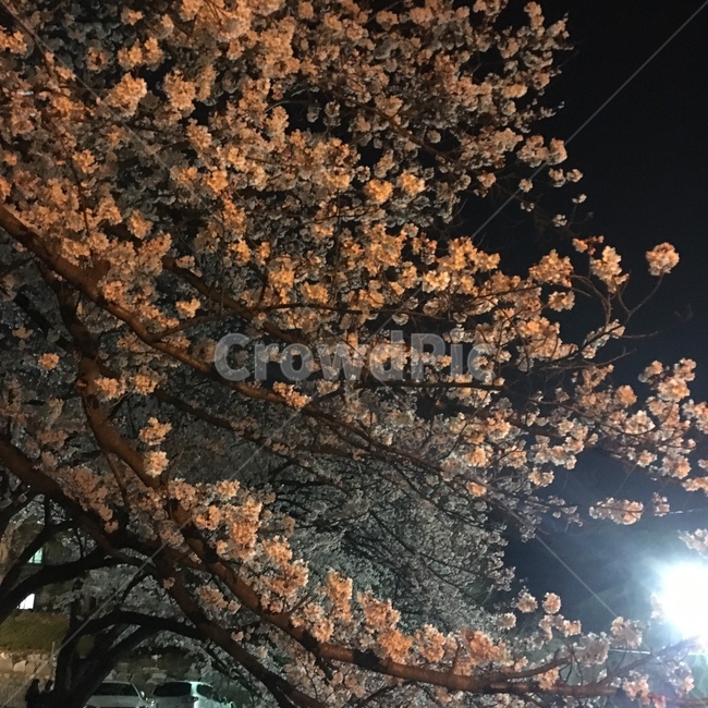 벚꽃,봄,감성,밤하늘,꽃,감성사진,자연