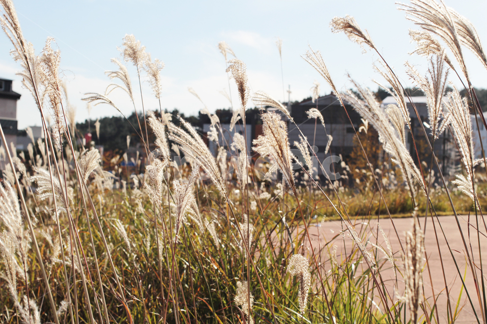 갈대,가을,하늘,reeds,fall,sky,가을,계절,fall,autumn,season,grass,잔디,plant,식물