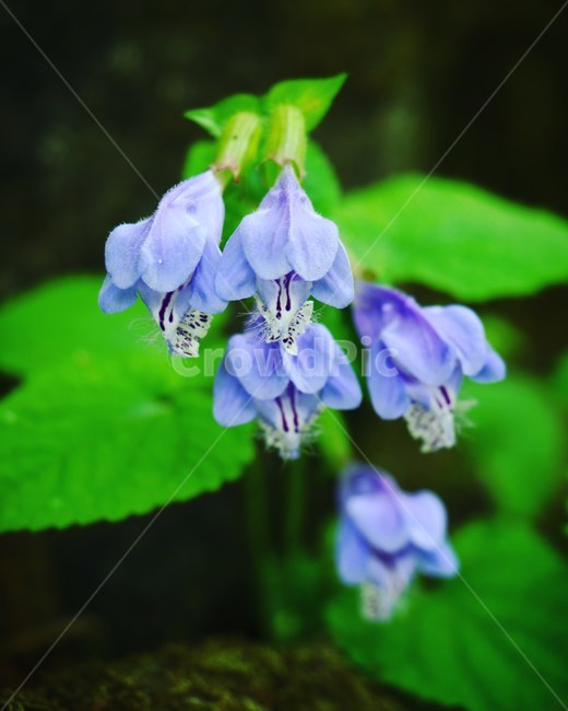 야생화,보라색,벌깨덩굴,개울,허브5월,식물,자연,plants,nature,꽃,flower
