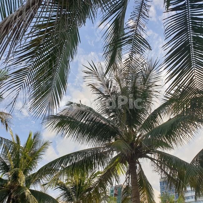 palmtree,야자수,나무,식물,여름,하늘,식물,자연,plants,nature