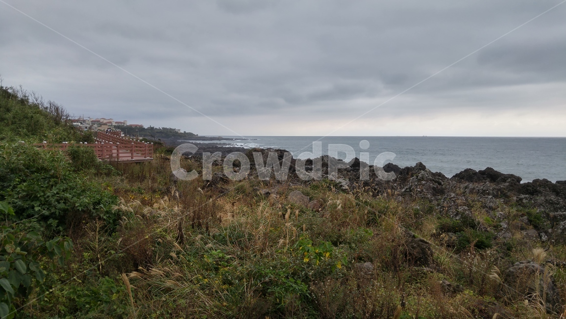 제주,제주도,해안,바다,바닷가,파도,풀,풀숲,grass,plant,잔디,식물,자연,풍경,nature,landscape