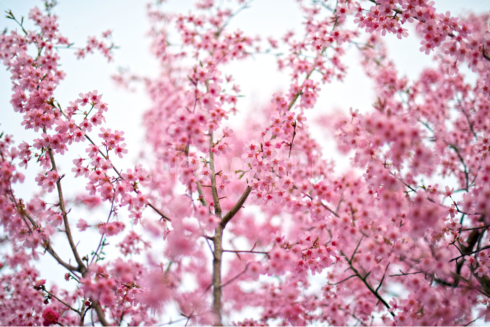 봄,벚꽃,분홍,따뜻한,행복,사랑,감성,봄꽃,봄,계절,spring,season,식물,자연,plants,nature,꽃,flower,색깔,색상,색채,색감,color sense,color sensitivity,feeling of color,plant