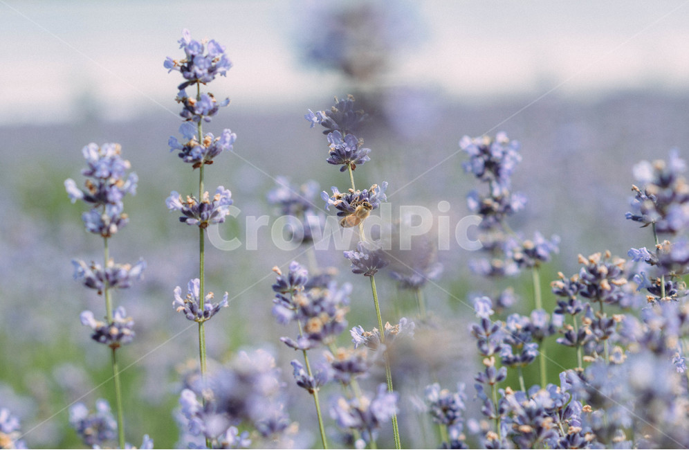 자연,라벤더,꽃,허브,여름,식물,식물,자연,plants,nature,꽃,flower,동물,animal,곤충,벌레,insect,bug