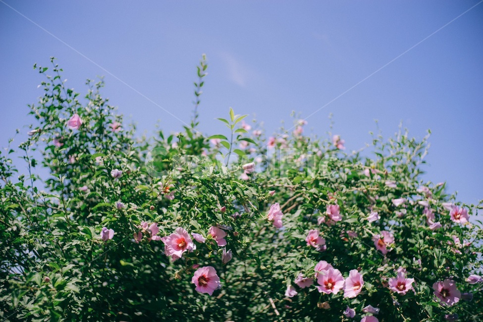 무궁화,국화,우리나라,꽃,호국,하늘,푸름,식물,자연,plants,nature,꽃,flower,감성,sensible,feeling