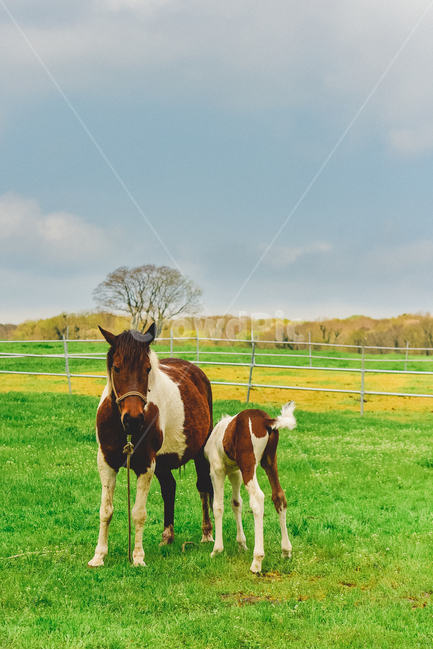 말,동물,목장,모성애,망아지,조랑말,얼얼룩무늬,horse,초원,animals,g,동물,animal,포유류,mammal,감성,sensible,feeling
