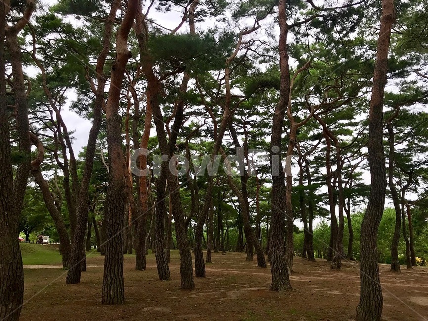 나무,소나무,소나무숲,숲,숲속,자연,풍경,nature,landscape,tree,plant,식물,tree trunk,나무 줄기
