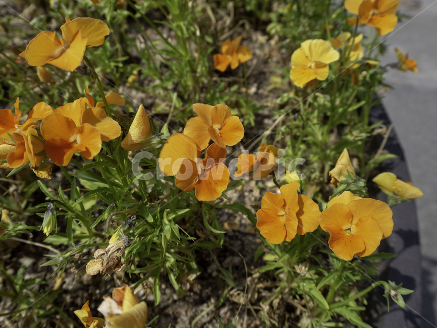 수목원,botanicalgarden,금영화,캘리포니아양귀비,eschscholtziacalifornia,꽃,flowers,식물,plant,식물,자연,plants,nature,꽃,flower